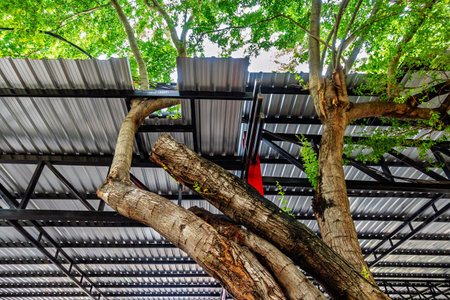 Innovative eco friendly architectural design featuring large tree branch grow through holes in...