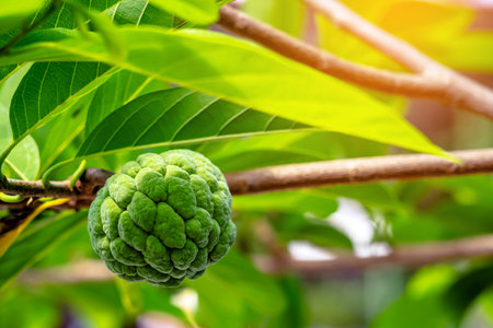 Fresh custard apple on tree branch with blurred nature background and copy space. Fresh green...