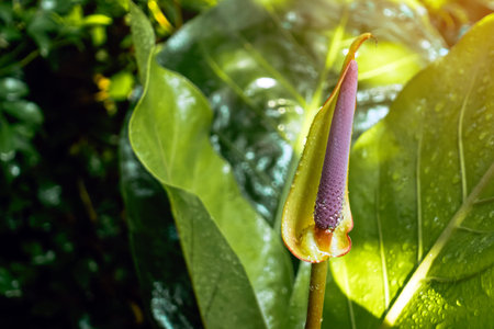 Cyrtosperma johnstonii flower with purple spadix and water drops on blurred green leaf background....