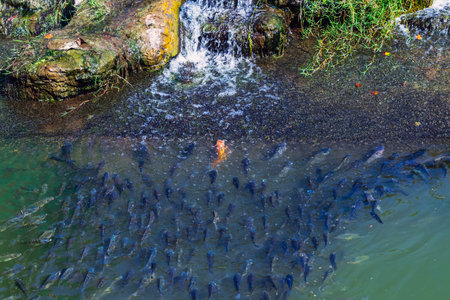 Large school of Tilapia fish swimming in pond or river. Large school of fish swimming in pond water near small flowing water stream or waterfall, with one distinct orange fish among dark fish group.