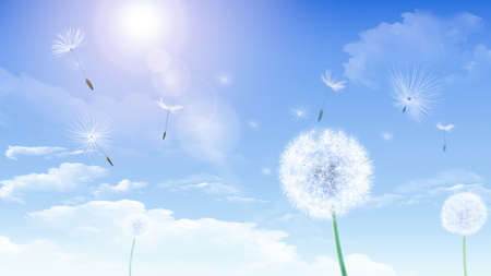 A dandelion that flies through the air on a sunny, sultry dayの写真素材