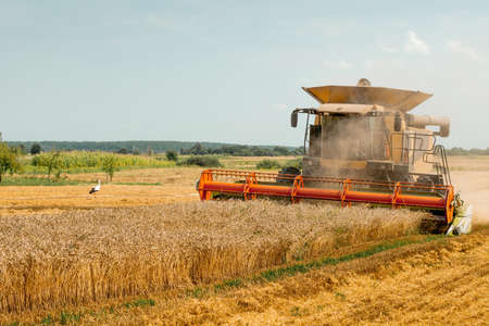 Rotary straw walker cut and threshes ripe wheat grain. Combine harvesters with grain header, wide chaff spreader reaping cereal ears. Gathering crop by agricultural machinery on field on summer seasonの写真素材