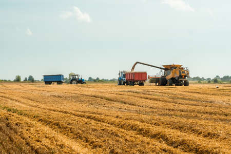 Unloading grains into truck by unloading auger. Combine harvesters cuts and threshes ripe wheat...