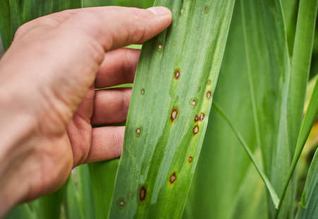 Fungal spots on leaves. Common Plant Diseases. Black spot or blotches on garden plant. Blight infected stems. Canker wounds by bacterial pathogens. Man holding foliage with brown areas and yellow haloの写真素材