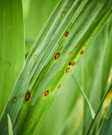 Fungal spots on leaves. Common Plant Diseases. Black spot or blotches on garden plant. Blight infected stems. Canker wounds by bacterial pathogens. Man holding foliage with brown areas and yellow haloの写真素材