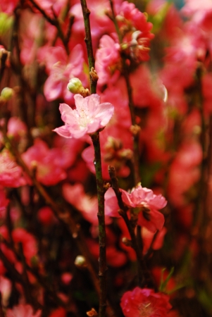 spring flower in chinese new yearの写真素材
