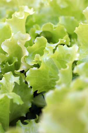 Lettuce leavesの写真素材