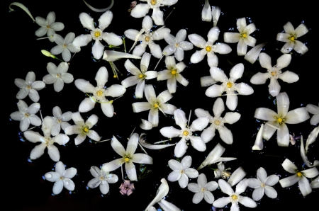 white flowerの写真素材