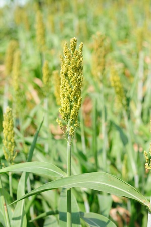 A sorghum in field at Lop Buri in Thailandの写真素材
