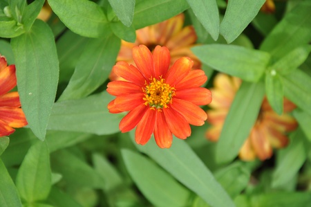 Orange zinnia in thailandの写真素材