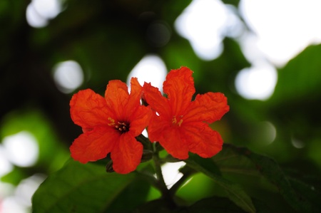 Two cordia in thailandの写真素材