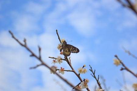 Branches with beautiful  peach blossom in the sunny dayの写真素材
