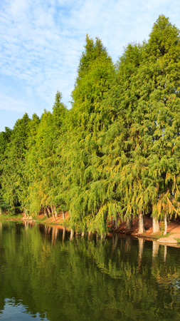 Green Trees Beside Lake in Xiamen, Chinaの写真素材