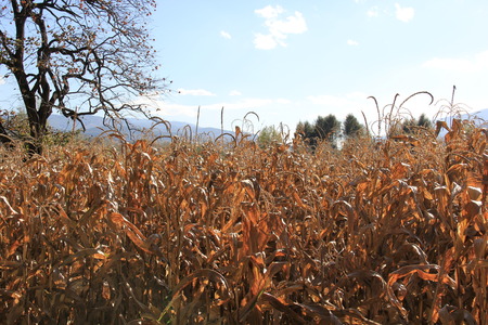 Beautiful fieldの写真素材