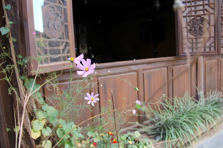 Flower near the hutの写真素材