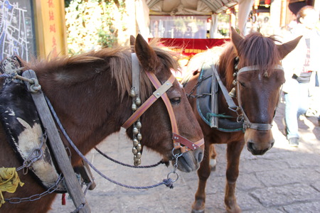 Two horses at the streetの写真素材
