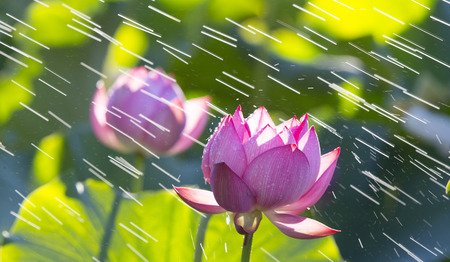 Lotus, vegetation, dew, sceneryの写真素材