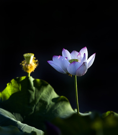 Lotus plantの写真素材