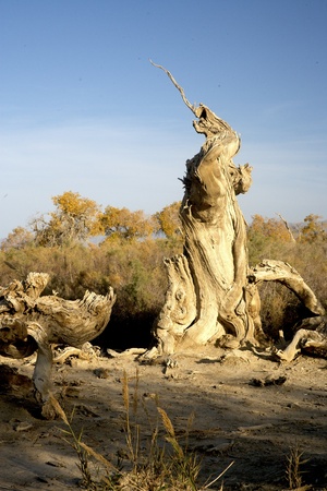 Populus, landscape, vegetation, desert, desertの写真素材