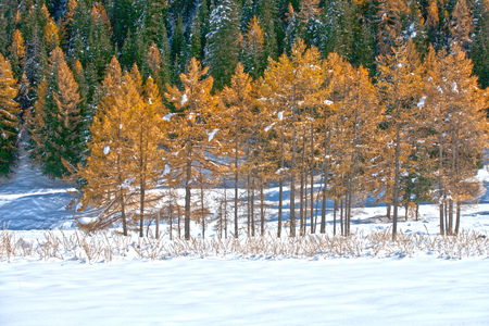 Tress in the mountainsの写真素材