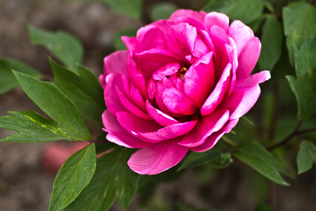 Closeup of a pink flowerの写真素材
