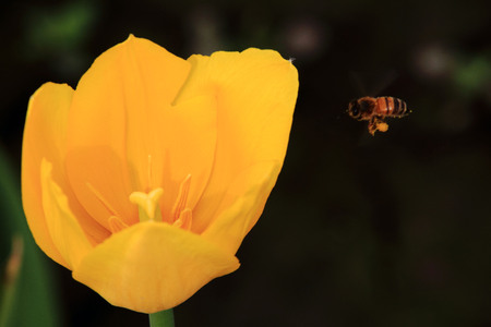 closeup of a yellow flower and a beeの写真素材