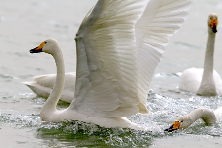 Swans in the lakeの写真素材