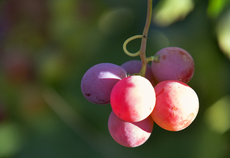 Closeup of grapesの写真素材