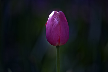 Tulip