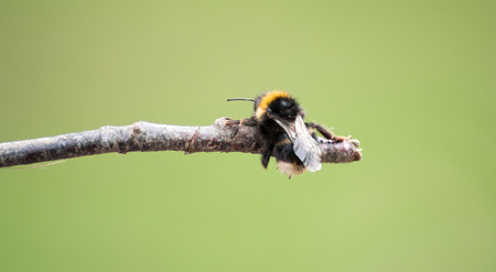 Honey beeの写真素材