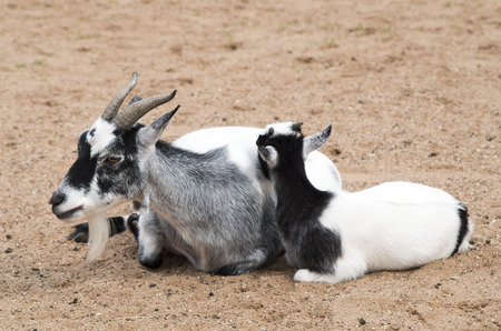 Goat and babyの写真素材