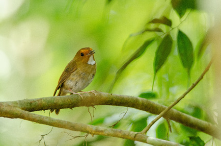 Bird in Malaysiaの写真素材