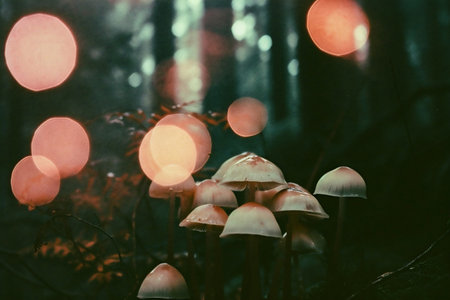 Mushrooms in the forest at night with bokeh effectの素材