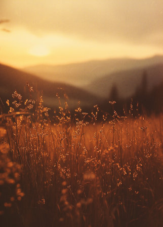 beautiful sunset in the mountains with grass and flowers in the foregroundの素材