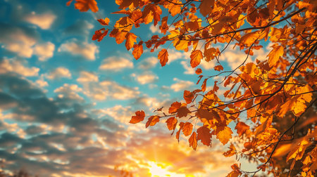 Autumn leaves on the background of the setting sun. Colorful autumn landscape.の素材
