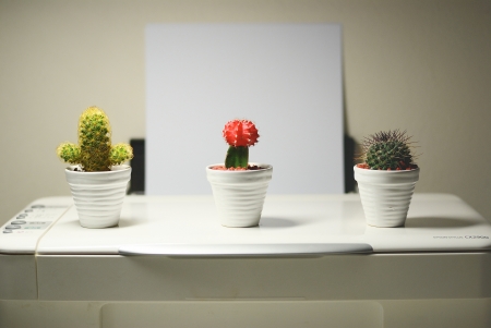 mini cactus