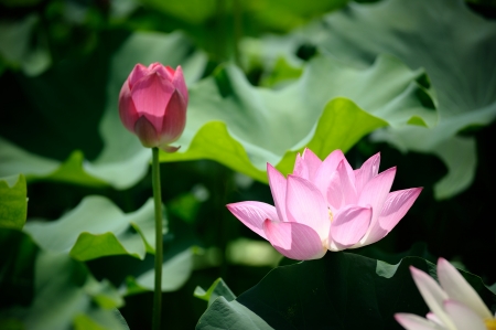 Pink Lotusの写真素材