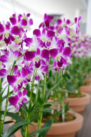 violet flowers of orchidの写真素材