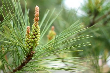 green pine cone of pine tree
