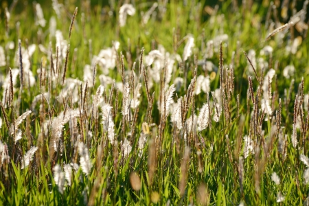 Closeup of Foxtails in field