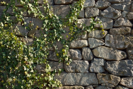 green Ivy vine on a brickwork wallの写真素材