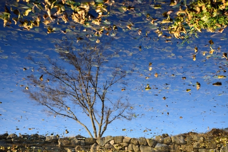 Reflection of tree on a green pond