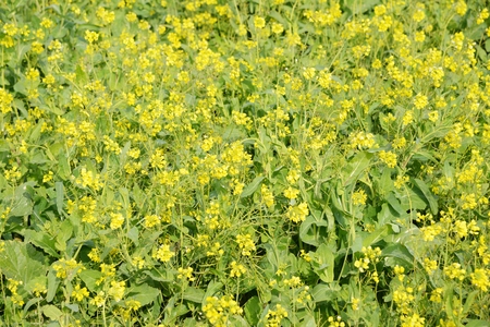 Canola flowers in full bloom, Jeju Island in Korea 