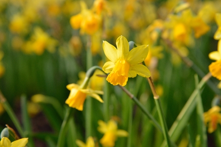 full blown narcissus flowers in a garden