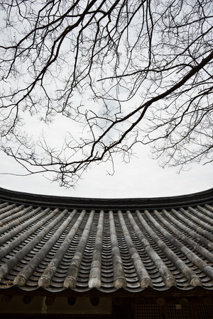 detail of Korean traditional tiled roof and branchesの写真素材