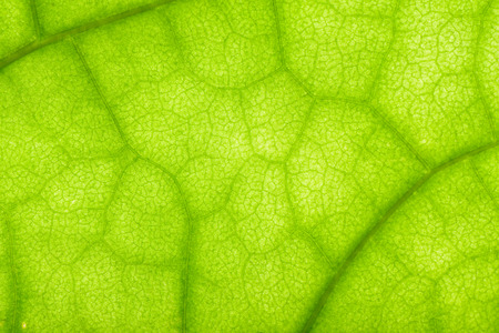 closeup of clerodendrum leaf on back light