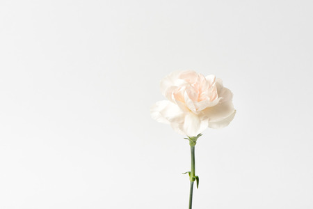 Closeup of fresh pink carnation on a white backgroundの写真素材
