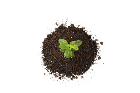 young Pittosporum tobira and small heap of soil for repotting, isolated on white background