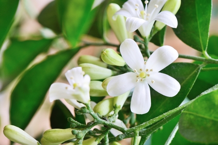 Closeup of white orange jasmin flowers in full bloomの写真素材