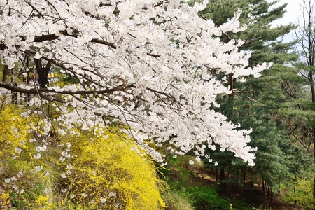 Banch of  Korean cherry blossoms in full bloomの写真素材